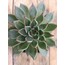 Echeveria agovaides 9 cm saksılı sukulent