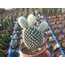 Opuntia microdasys 'Albispina'
5,5 cm saksılı kaktüs