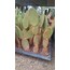 Opuntia mic.(Turuncu dikenli)5,5 cm saksılı kaktüs