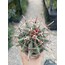Ferrocactus 9 cm saksılı kaktüs