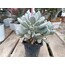 Pachyphytum oviferum 9 cm saksılı sukulent 