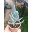 Curio repens crassulifolius 5,5 cm saksılı sukulent