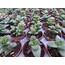 Crassula springtime