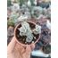 Graptoveria Lovely Rose 5,5 cm saksılı sukulent