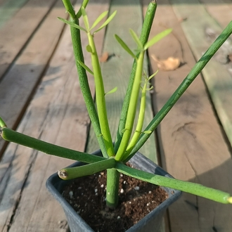 Kalem Kaktüs Euphorbia Tirucalli 9cm saksılı