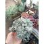 Echeveria apus cristata 5,5cm saksılı sukulent