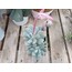 Pachyphytum oviferum 9 cm saksılı sukulent 