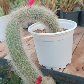 Maymun kuyruğu Hildewintera 12cm saksılı kaktüs