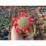 Mammillaria prolifera
5,5 cm saksılı kaktüs