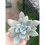 Graptoveria opalina 5,5 cm saksılı sukulent 