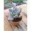 Graptoveria opalina 5,5 cm saksılı sukulent 