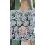 Echeveria cubic frost 5,5 cm saksılı sukulent