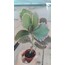 Kalanchoe fedtschenkoi 5,5 cm saksılı sukulent variegata 