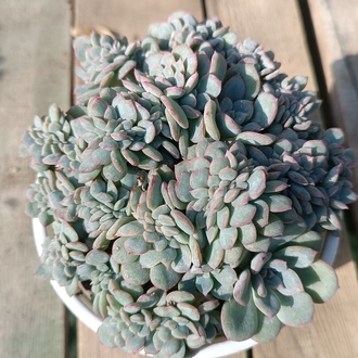 Echeveria Apus cristate 12cm saksılı sukulent