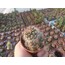 Rebutia fulviseta
5,5 cm saksılı kaktüs