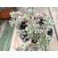 Sedum makinoi 'variegata' 9 cm saksılı sukulent