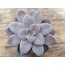 Graptopetalum superbum 9 cm saksılı sukulent 