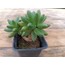Pachyphytum compactum 9 cm saksılı sukulent 