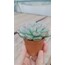 Echeveria apus 5,5 cm saksılı sukulent