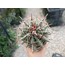 Ferrocactus 9 cm saksılı kaktüs