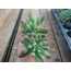 Sedum pachyphyllum
5,5 cm saksılı sukulent