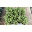 Cotyledon tomentosa 5,5 cm saksılı sukulent (Ayı pençesi)