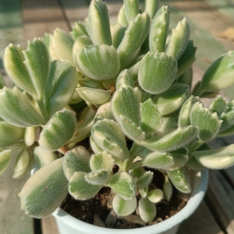Cotyledon tomentosa variegata 12cm saksılı sukulent