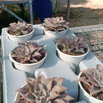 Echeveria madiba 12 cm saksılı sukulent