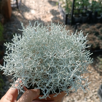 Gümüş Çalısı Calocephalus brownii 11cm saksılı bitki
