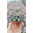 Graptopetalum mendozae 5,5 cm saksılı sukulent 