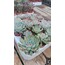 Echeveria apus 5,5 cm saksılı sukulent