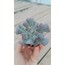 Echeveria cubic frost 5,5 cm saksılı sukulent