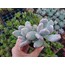 Pachyphytum glutinicaule 5,5 cm saksılı sukulent
