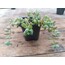 Cotyledon pendens 9 cm saksılı sukulent 