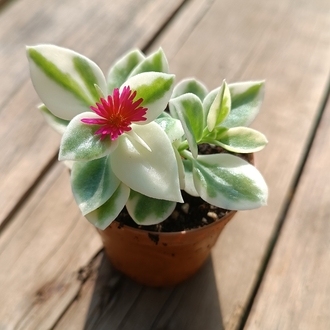 Aptenia Alacalı buz çiçeği 5,5cm saksılı 