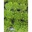 Cimcime Helxine soleiroli 12cm saksılı bitki