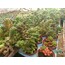 Sedum Rubrotinctum 5,5 cm saksılı sukulent