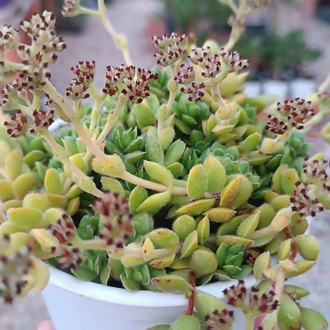 Crassula "David"Pachystemon 12 cm saksılı sukulent