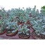 Lampranthus deltoides 5,5 cm saksılı sukulent