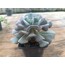 Echeveria cubic frost 9 cm saksılı sukulent 