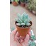 Pachyphytum hookeri 5,5 cm saksılı sukulent