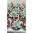 Pachyphytum hookeri 5,5 cm saksılı sukulent