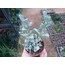 Lampranthus deltoides 5,5 cm saksılı sukulent