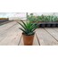 Hawortia Rigida 5,5 cm saksılı sukulent