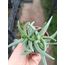 Bergeranthus 5*5cm saksılı sukulent