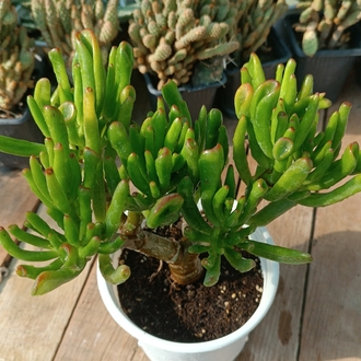Shrek Kulağı Crassula Ovata gollum 12cm saksılı sukulent
