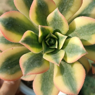 Aeonium Sunburst 12cm saksılı sukulent