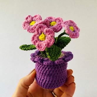 Pembe Çuha Çiçeği Saksı - Pofuduk Çiçekler Serisi