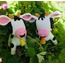 Buzu III