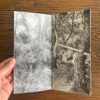 Yasak Orman / The Forbidden Woods